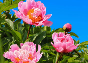 Aprenda a transformar seu quintal em um jardim de flores de peônia lindas e saudáveis