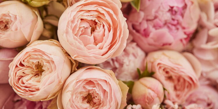 Saiba o segredo para cultivar peônias lindas em casa com dicas rápidas e fáceis