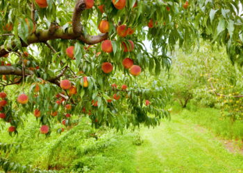 Essas dicas vão fazer você ter um cultivo de pêssegos saudáveis e gostosos