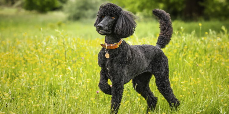 Essa raça tomou o topo do ranking canino e ninguém esperava por isso