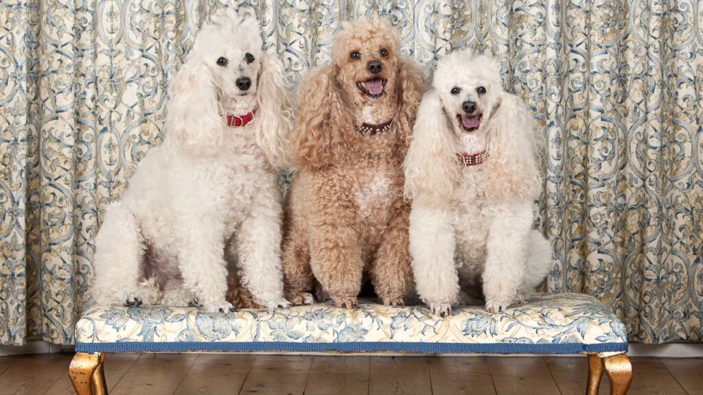 Essa raça tomou o topo do ranking canino e ninguém esperava por isso