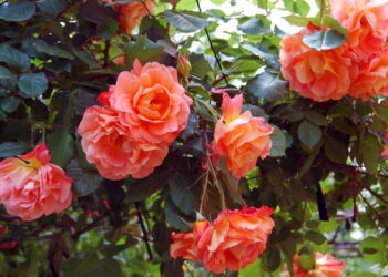 Aprenda a transformar seu quintal em um jardim deslumbrante de rosas