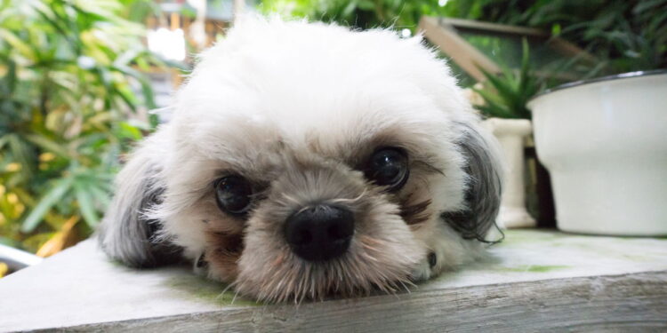 As melhores raças de cachorro para quem mora sozinho