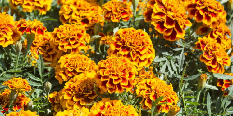 Plantas para espantar caramujos e lesmas da horta naturalmente