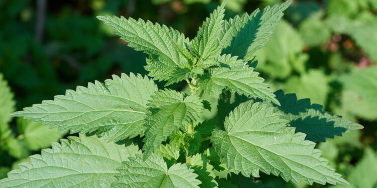 Veja os incríveis benefícios medicinais da urtiga e como cultivar em casa