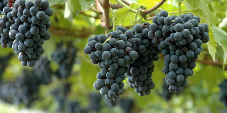 Saiba como ter um cultivo produtivo e saudável de uva em casa