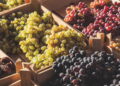 Dicas para manter uvas frescas e saborosas por semanas