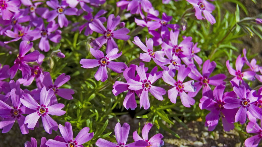 As 4 melhores plantas para atrair borboletas no seu quintal