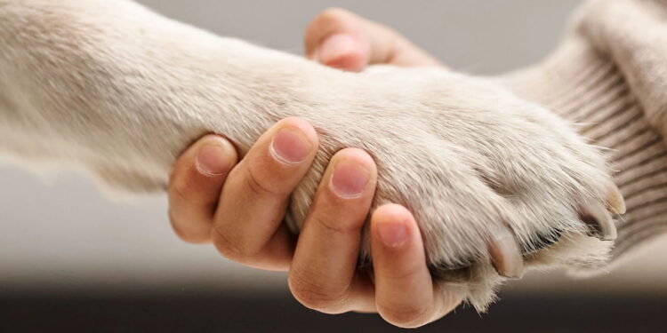 Passo a passo para ensinar seu pet a dar a patinha com carinho