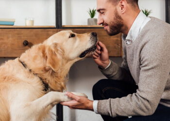 Passo a passo para ensinar seu pet a dar a patinha com carinho