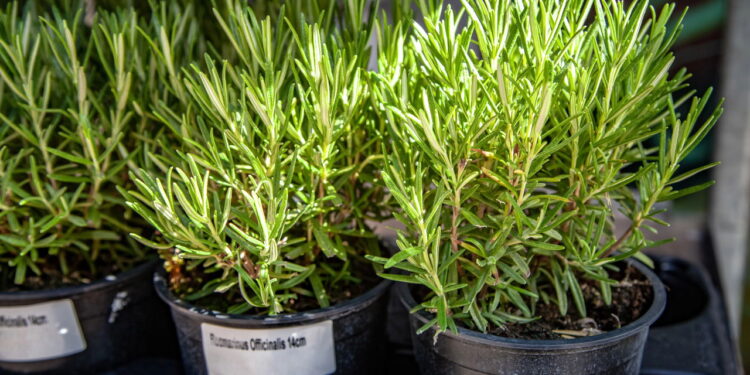 Veja os principais benefícios do alecrim para a saúde ao cultivá-lo em casa