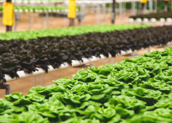 Aprenda a ter um cultivo saudável e fácil de alface em casa para não ter que gastar no mercado