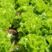 Aprenda a ter um cultivo próspero e saudável de alface em casa sem erro