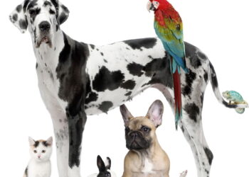 Curiosidades que revelam como os animais pensam e sentem