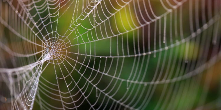 As plantas mais eficazes para afastar aranhas