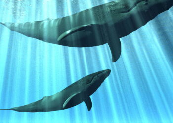 Você vai se emocionar com o papel das baleias no planeta