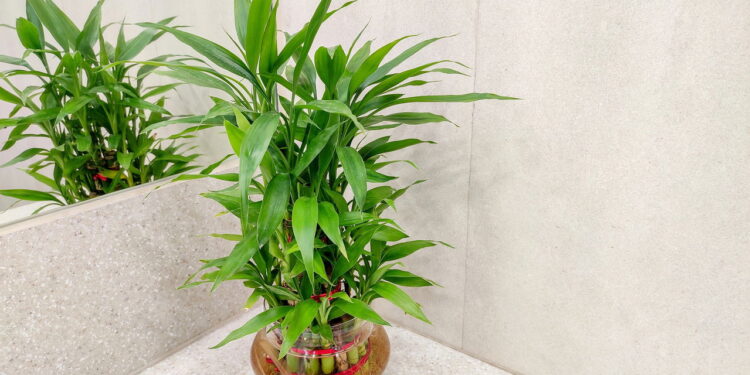 As 3 plantas mais poderosas para proteção e prosperidade
