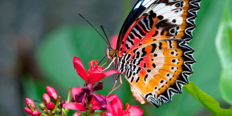 As 4 melhores plantas para atrair borboletas no seu quintal
