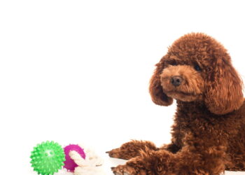 5 cuidados fundamentais para criar pets em apartamento