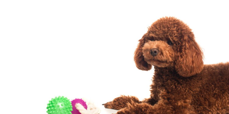 5 cuidados fundamentais para criar pets em apartamento