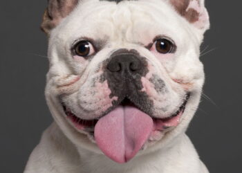 Os melhores pets para quem mora em apartamento pequeno