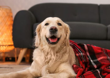 As 5 plantas mais seguras para quem tem cachorro em casa