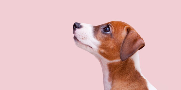 Os 5 cuidados mais importantes para a saúde do seu pet em 2025