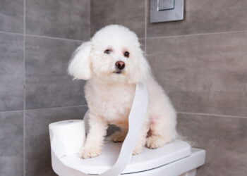 A forma mais rápida de ensinar seu cachorro a fazer cocô no lugar certo