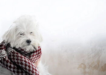 O inverno chegou e seu cão pode estar em perigo sem que você perceba