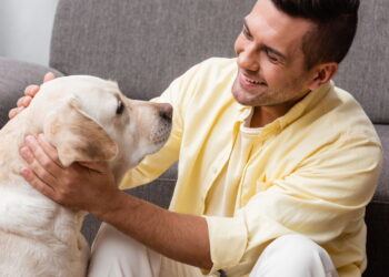 A técnica definitiva para fazer seu cão obedecer sempre