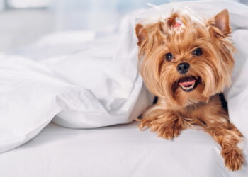 O que a psicologia fala sobre tratar os pets como filhos?