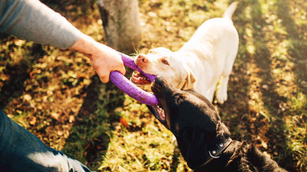 Esse tipo de pet pode mudar sua rotina mais do que você imagina