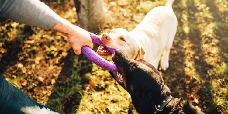 Esse tipo de pet pode mudar sua rotina mais do que você imagina