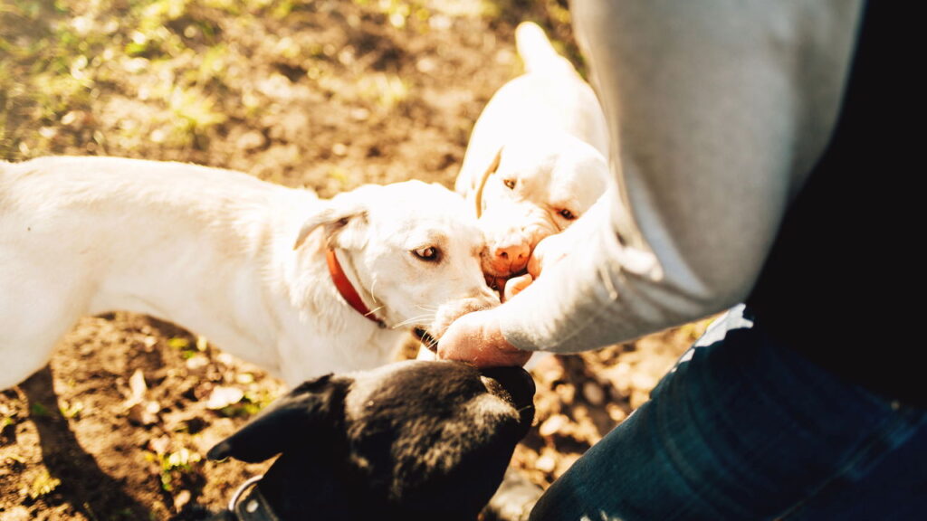 Esse cães pode mudar tudo quando o assunto é proteger seu lar