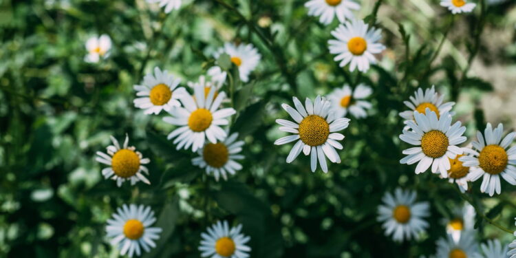 As 10 plantas que ajudam a diminuir o estresse