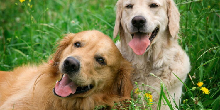 Dois cães em casa promovem mais saúde e equilíbrio do que você imagina