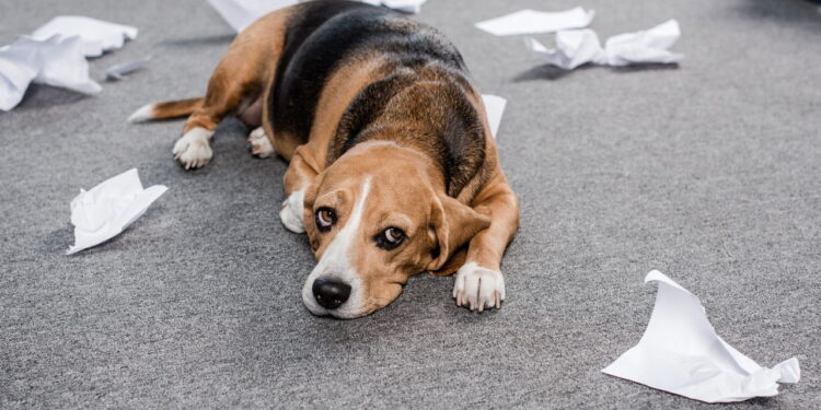 A forma mais eficaz de combater a ansiedade de separação em cães