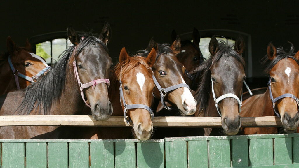 O que acontece quando você decide ter um cavalo como companheiro?