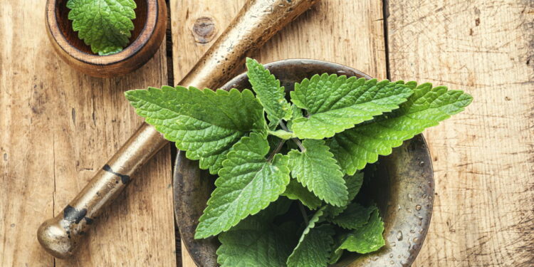 As 3 plantas mais eficazes para aliviar o estresse