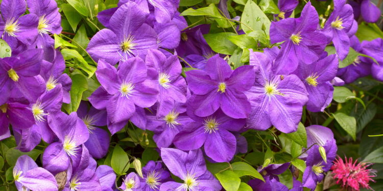 A flor queridinha que traz cor, vida e elegância ao quintal