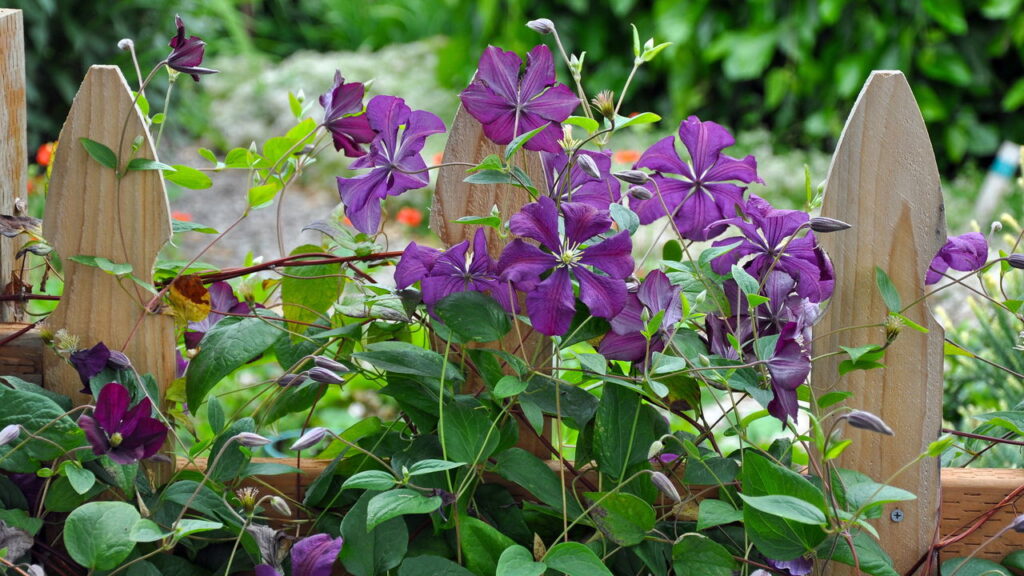 A flor queridinha que traz cor vida e elegância ao quintal