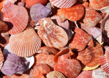 Escolha uma concha e entenda como você lida com suas emoções