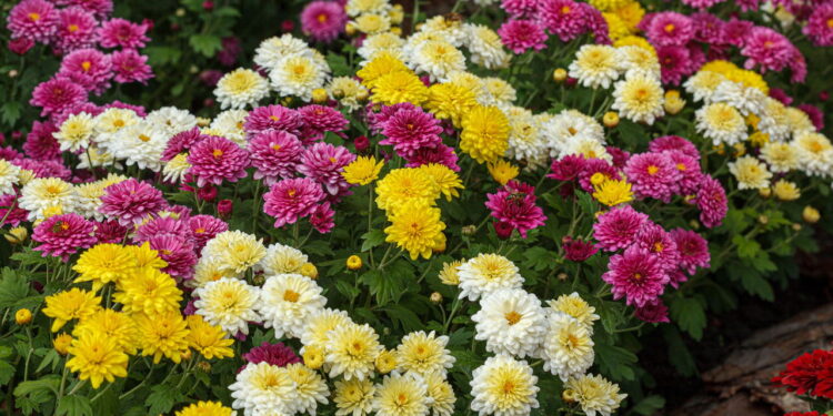 Esses são os melhores métodos para se ter um jardim lindo de flores de crisântemo