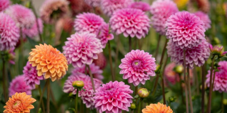 Aprenda a ter uma plantação saudável e vigorosa de Dália em seu quintal