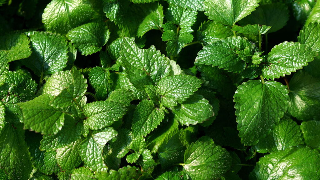 As 4 plantas medicinais mais fáceis de cultivar em casa