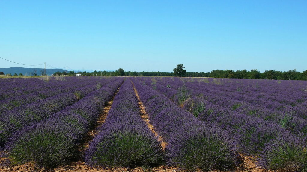 As 6 plantas que afastam gatos de locais indesejados