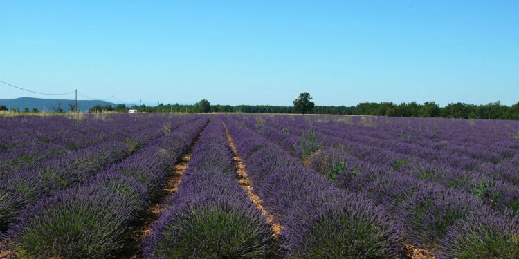 As 6 plantas que afastam gatos de locais indesejados