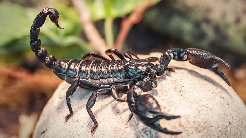 Odor natural que afasta escorpiões sem o uso de produtos químicos