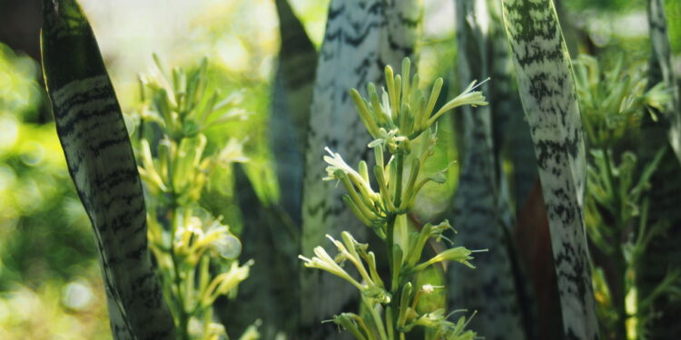 Nem samambaias, nem oliveiras: essas são as 5 plantas que você não deve ter em casa