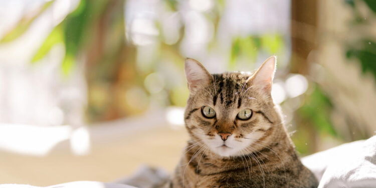 Seu gato sofre quando está sozinho mais do que você imagina